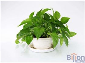 辦公室綠植 辦公桌綠蘿