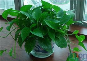 辦公室綠植 辦公桌綠蘿