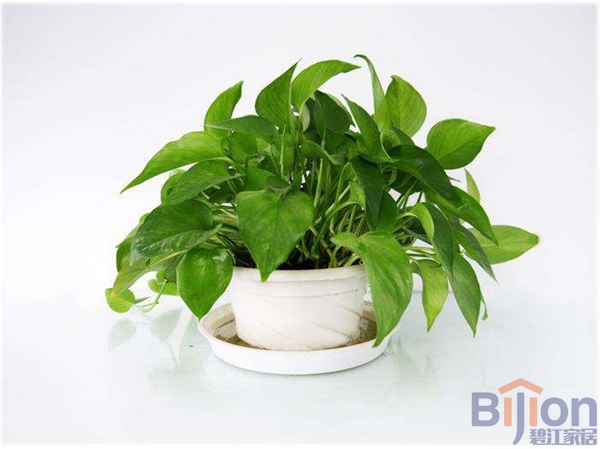 辦公室綠植 辦公桌綠蘿